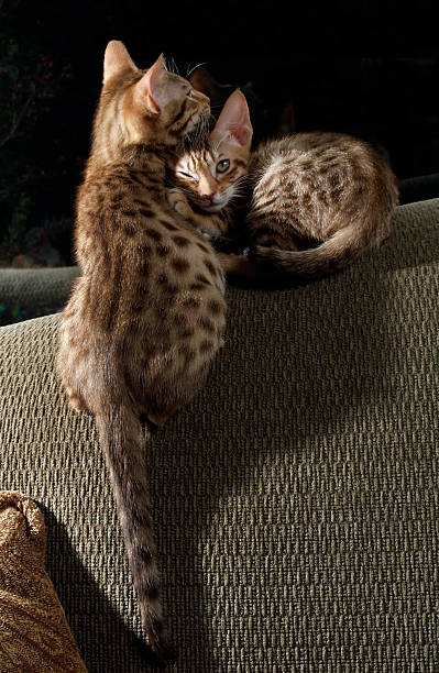 Two Ocicats Cuddle While One Winks At Camera stock photo