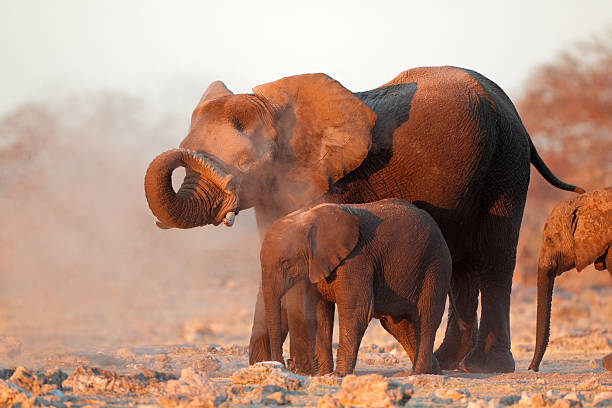 istock African elephants covered in dust 511097529