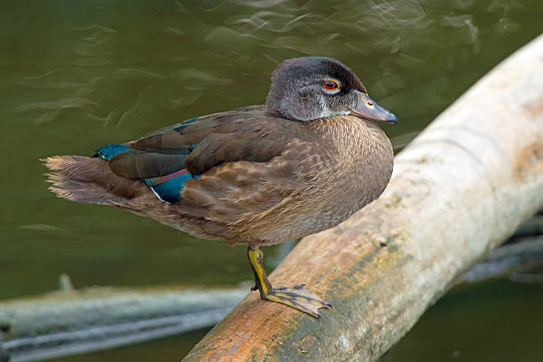 istock Wood Duck Juvenile Male 511098039
