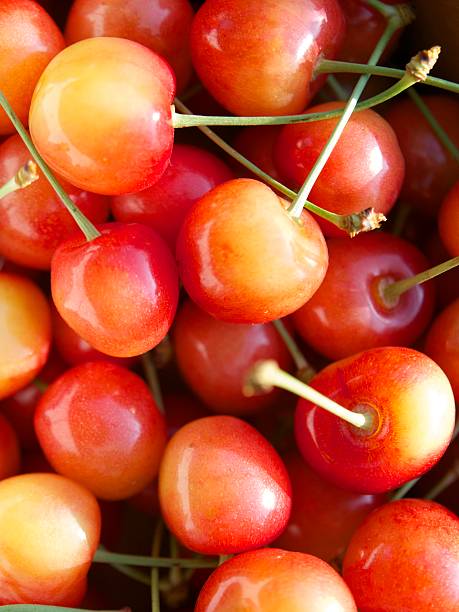 istock Satonishiki,most popular Cherry in Japan 511098796