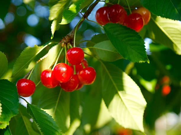 Satonishiki,most popular Cherry in Japan