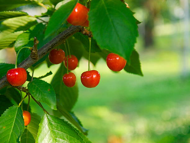 istock Satonishiki,most popular Cherry in Japan 511099876