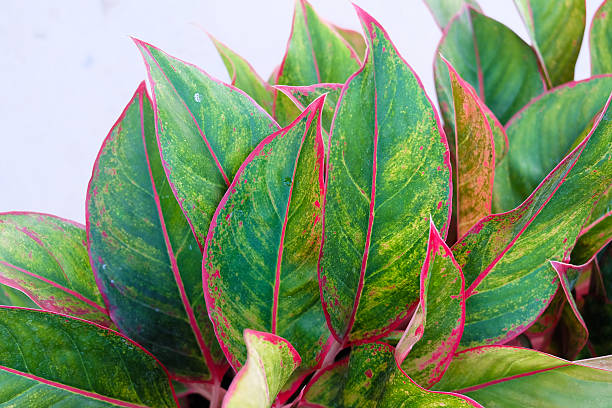 istock Colorful Croton Leaves Background, green leaf 511100080