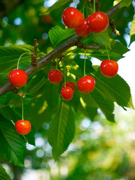 istock Satonishiki,most popular Cherry in Japan 511100184