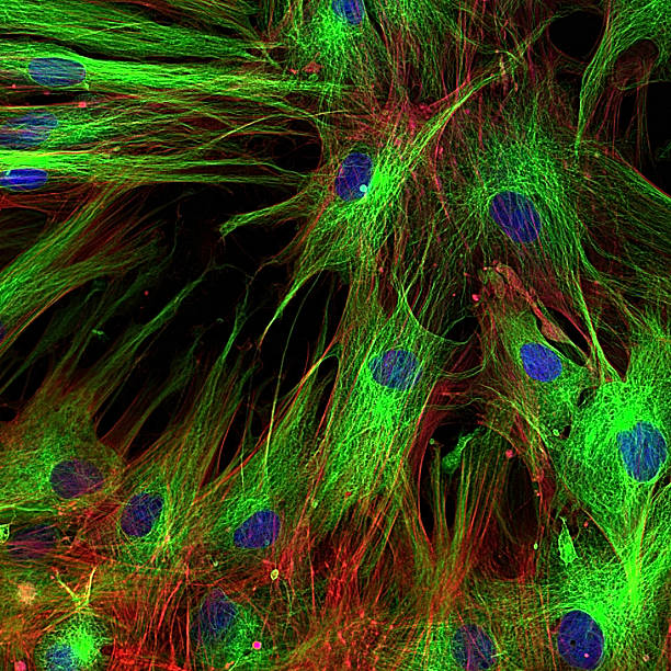 fibroblastów (komórki skóry - actin zdjęcia i obrazy z banku zdjęć