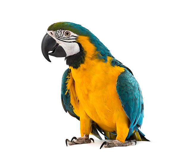 Blue-and-yellow Macaw in front of a white background Blue-and-yellow Macaw in front of a white background gold and blue macaw photos stock pictures, royalty-free photos & images