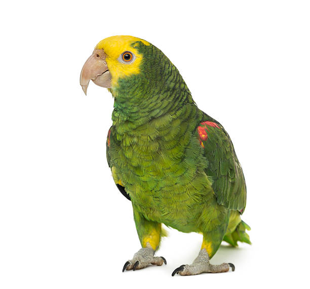 yellow-headed amazon, Amazona oratrix, in front of a white background