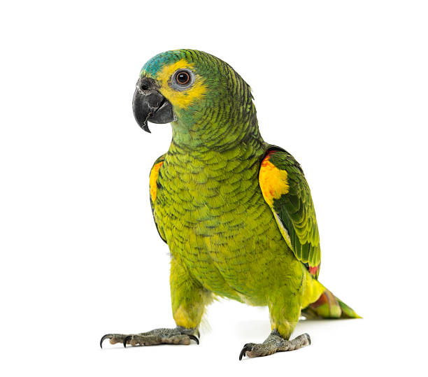 istock yellow-shouldered amazon, Amazona barbadensis, in front of a white background 511100776