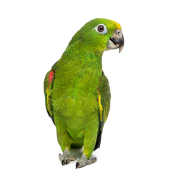 istock yellow-crowned amazon, Amazona ochrocephala, in front of a white background 511100830