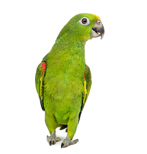 istock yellow-crowned amazon, Amazona ochrocephala, in front of a white background 511100884