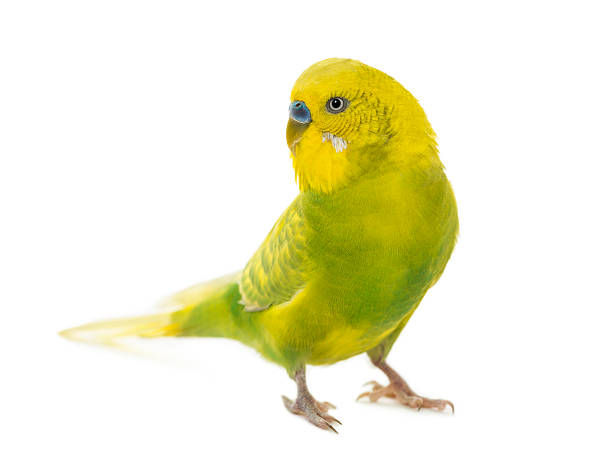 istock Budgerigar, Melopsittacus undulatus, in front of a white background 511101026