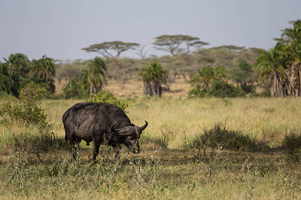 buffalo procurando alimentos - cattle drive - fotografias e filmes do acervo
