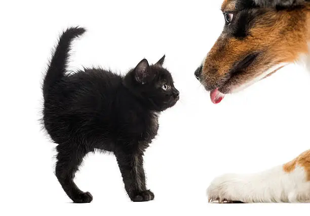 Black kitten looking at an Australian Shpeherd licking in front of a white background