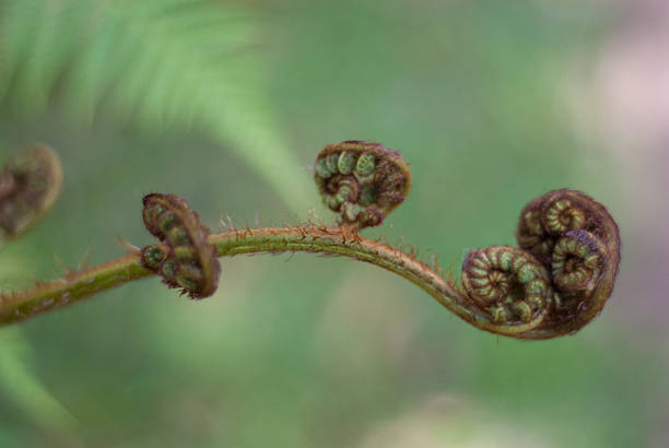 istock Single fern leaf unfurling in the forest 511101922