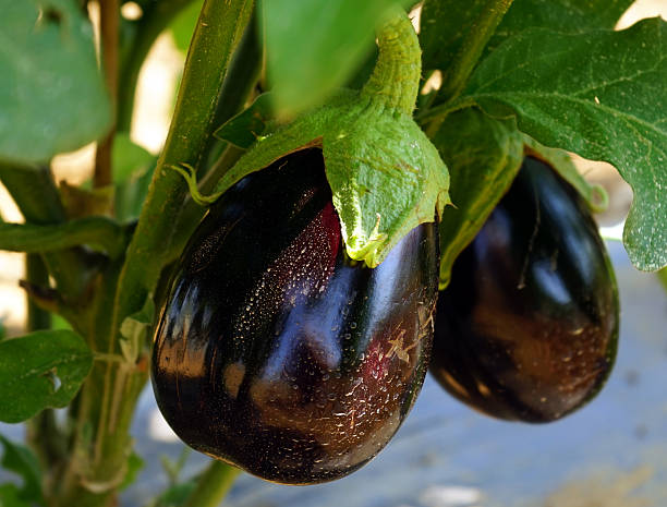 Eggplants 스톡 사진