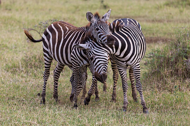 due giovani zebre suona - burchellii foto e immagini stock