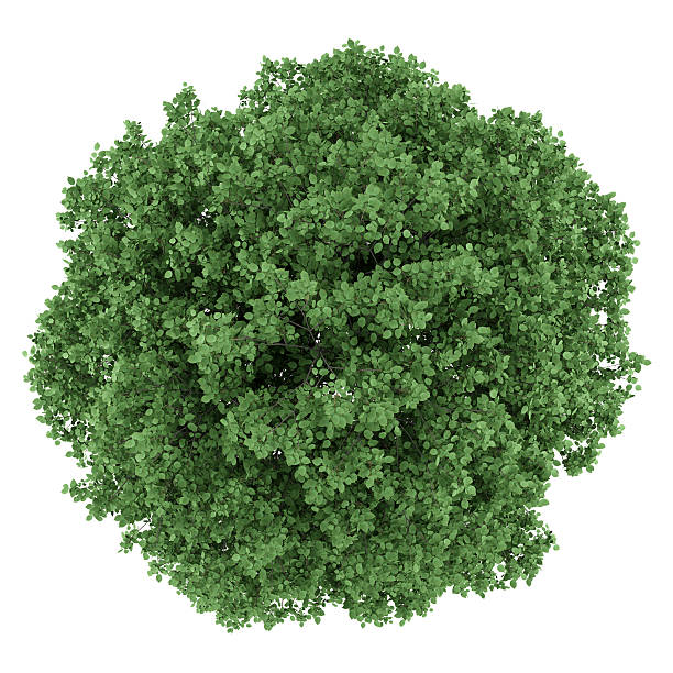 istock top view of common hornbeam tree isolated on white background 511103430