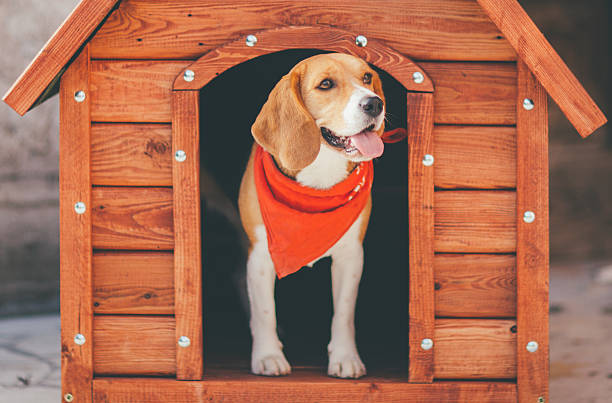 Dog Kennel Dog Kennel blame photos stock pictures, royalty-free photos & images