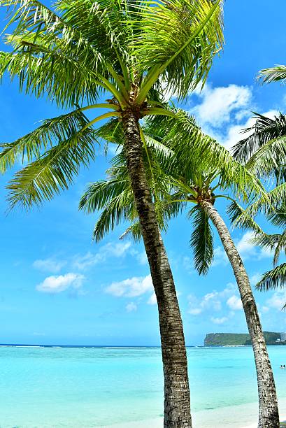 Coconut palm trees erect at seashore,blue ocean and blue sky. Tourists at far distance,white clouds floating at blue sky,sunlight and sunny weather. Tumon Bay,Guam,USA.