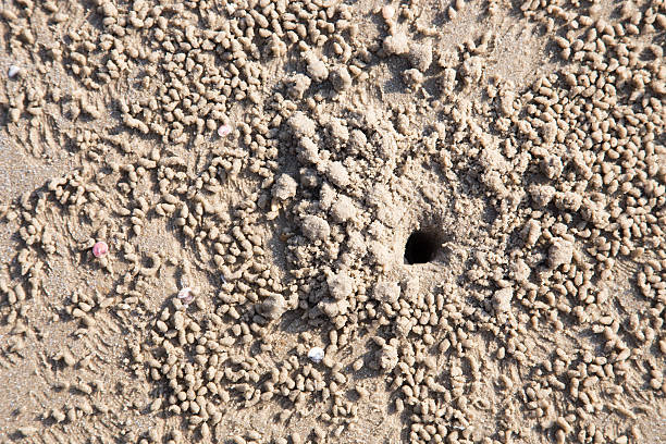 istock Hole of small crab on the baech 511107424