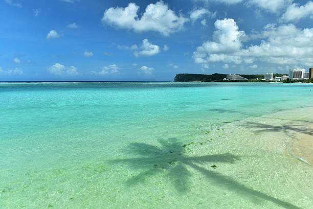 Coconut palm trees shadow on the sea surface