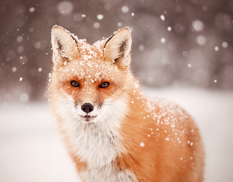 An intent stare, a look of interest as snow softly falls on a red fox.