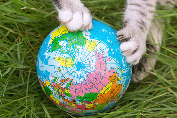 istock cat paws playing global ball toy on the grass 511111928
