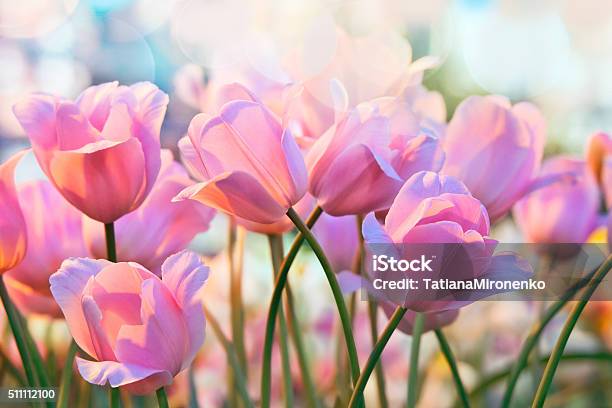 Photo libre de droit de Tulipes banque d'images et plus d'images libres de droit de Fleur - Flore - Fleur - Flore, Printemps, Tulipe