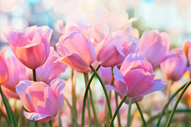 Tulips Pink tulips in flower greenhouse on  pastel background temperate flower photos stock pictures, royalty-free photos & images