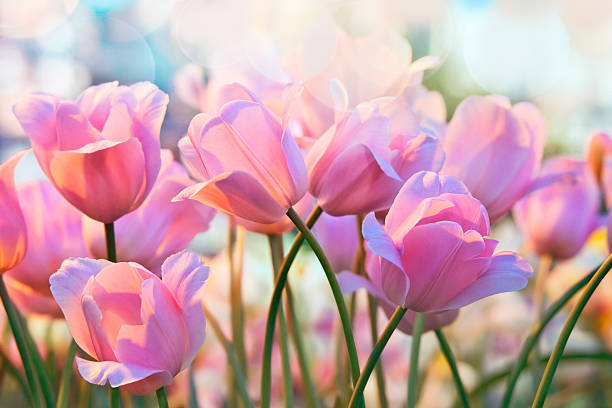 Tulips Pink tulips in flower greenhouse on  pastel background tulip petals stock pictures, royalty-free photos & images