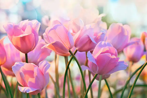 Pink tulips in flower greenhouse on  pastel background