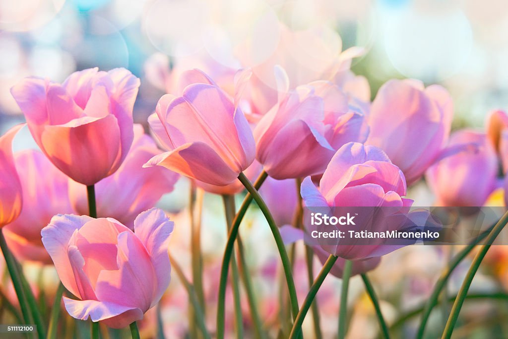 Tulips - Royalty-free Çiçek Stok görsel