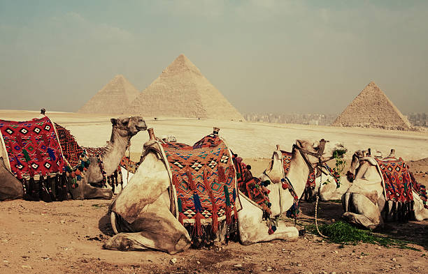 wielbłądy i piramida - pyramid of mycerinus pyramid great pyramid giza zdjęcia i obrazy z banku zdjęć