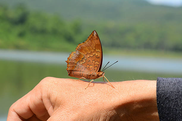 istock Beautiful butterfly sitting on hand 511114264