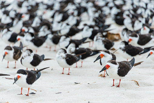 The bill of the Black Skimmer (Rynchops niger) sets it apart from all other American birds. The large red and black bill is knife-thin and the lower mandible is longer than the upper. The bird drags the lower bill through the water as it flies along, hoping to catch small fish.