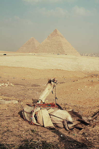 wielbłądy i piramida - pyramid of mycerinus pyramid great pyramid giza zdjęcia i obrazy z banku zdjęć