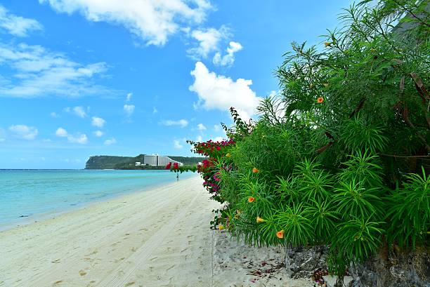 istock Red and yellow fiowers blossom at sandy beach 511116628