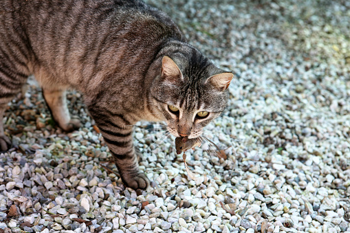 Cat with a live mouse in her mouth after intense hunting.