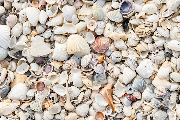 assortment of seashells on the beach - shell stok fotoğraflar ve resimler