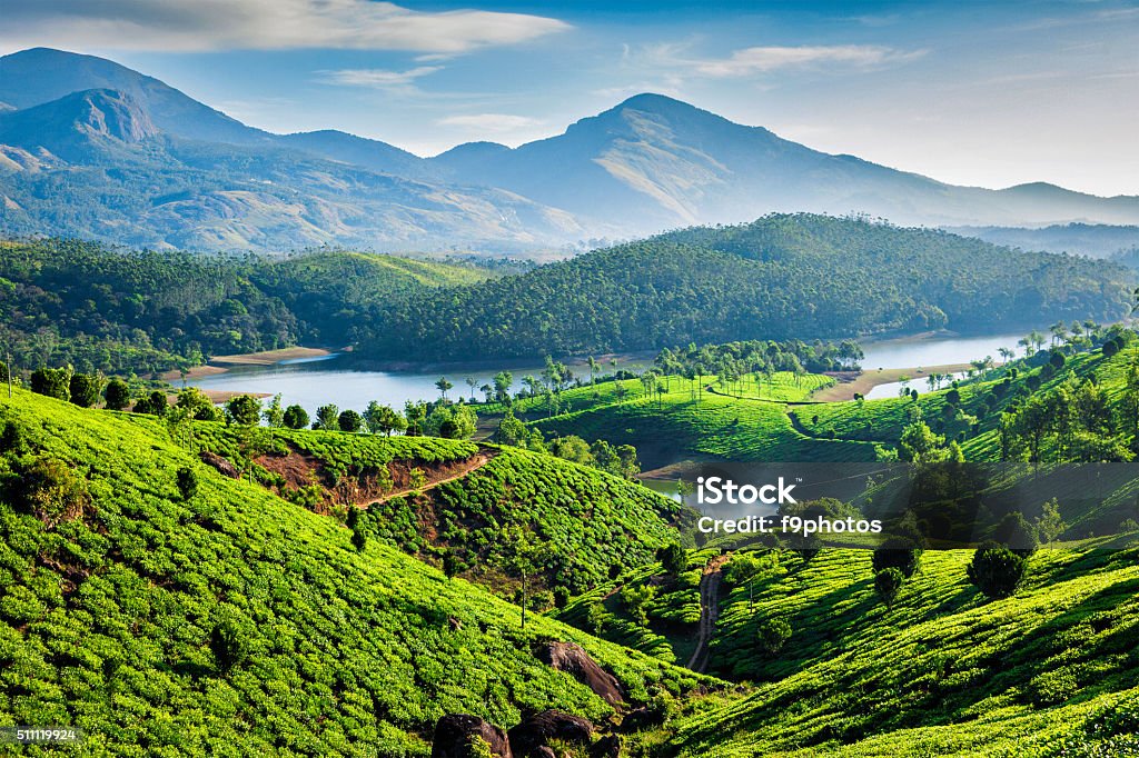 Tea plantations and river in hills. Kerala, India Tea plantations and Muthirappuzhayar River in hills near Munnar, Kerala, India India Stock Photo