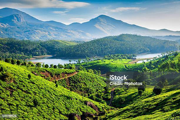 Tea Plantations And River In Hills Kerala India Stock Photo - Download Image Now - India, Kerala, Munnar