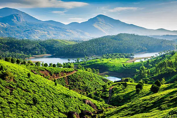 Tea plantations and Muthirappuzhayar River in hills near Munnar, Kerala, India