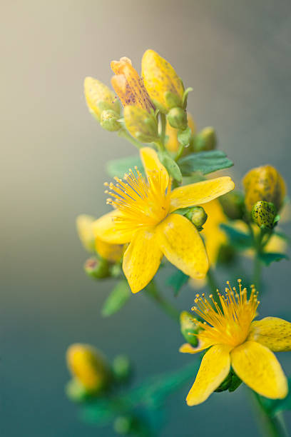 st de john erva-de- flores - hypericum - fotografias e filmes do acervo