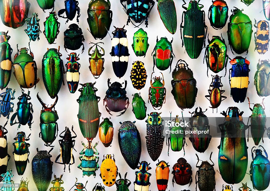Beetle collection Beetle collection, beautiful colors and shapes, from all parts of the world. Insect Stock Photo