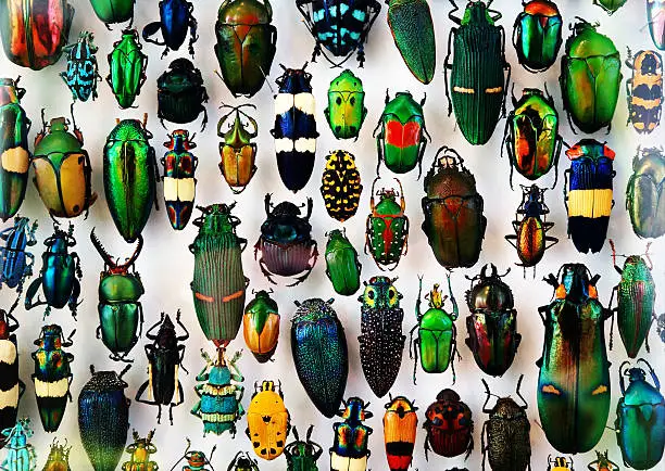 Beetle collection, beautiful colors and shapes, from all parts of the world.