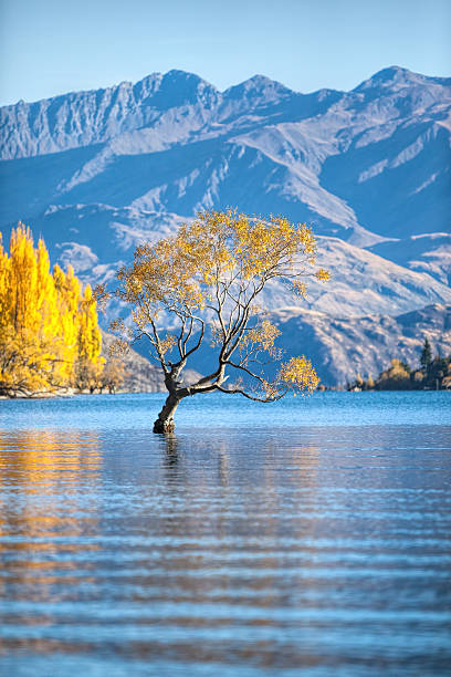 lac wanaka - natural landmark outdoors vertical saturated color photos et images de collection