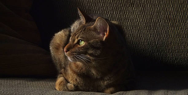 Ocicat in Profile stock photo