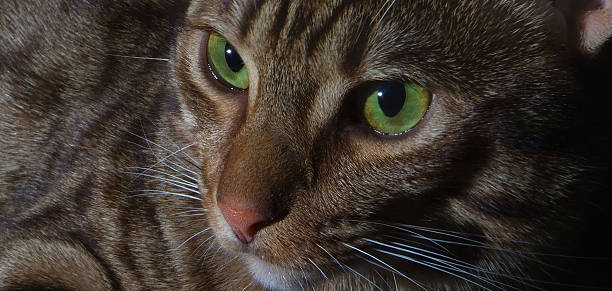 Close Up Portrait of Ocicat with Side Lighting stock photo