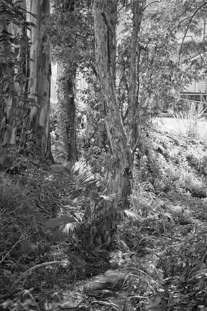 istock Creek in the bushland 511132173