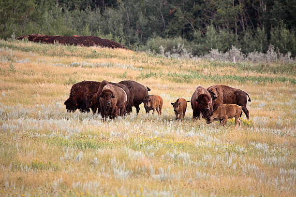 istock Small herd of bison with calves in scenic Saskatchewan 511132723